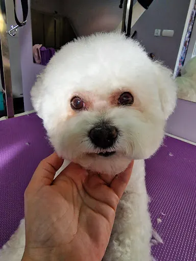 ''Cataleya'' Salon pielęgnacji zwierząt